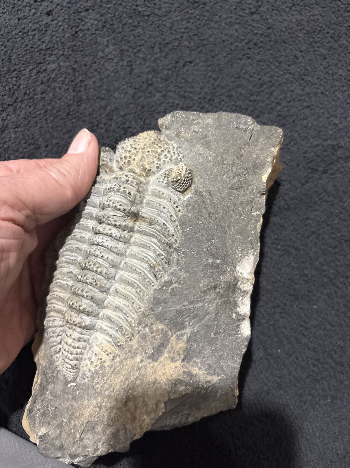 Exceptional Drotops 5 1/2 Inches, Right Side Still Encased Near Pristine