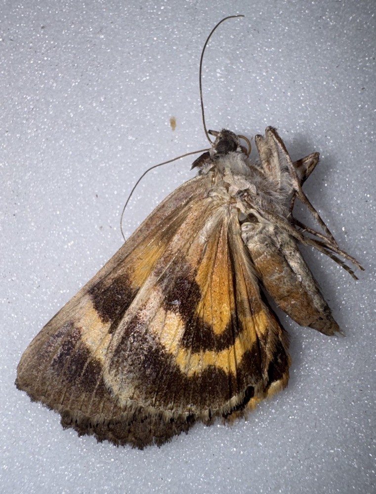 JS6 - YELLOW CATACOLA UNDERWING MOTH - 3