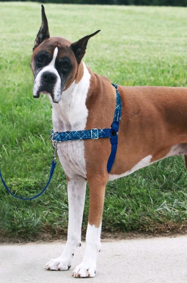 PetSafe Bling EasyWalk Harness Medium/Large Blue Bling