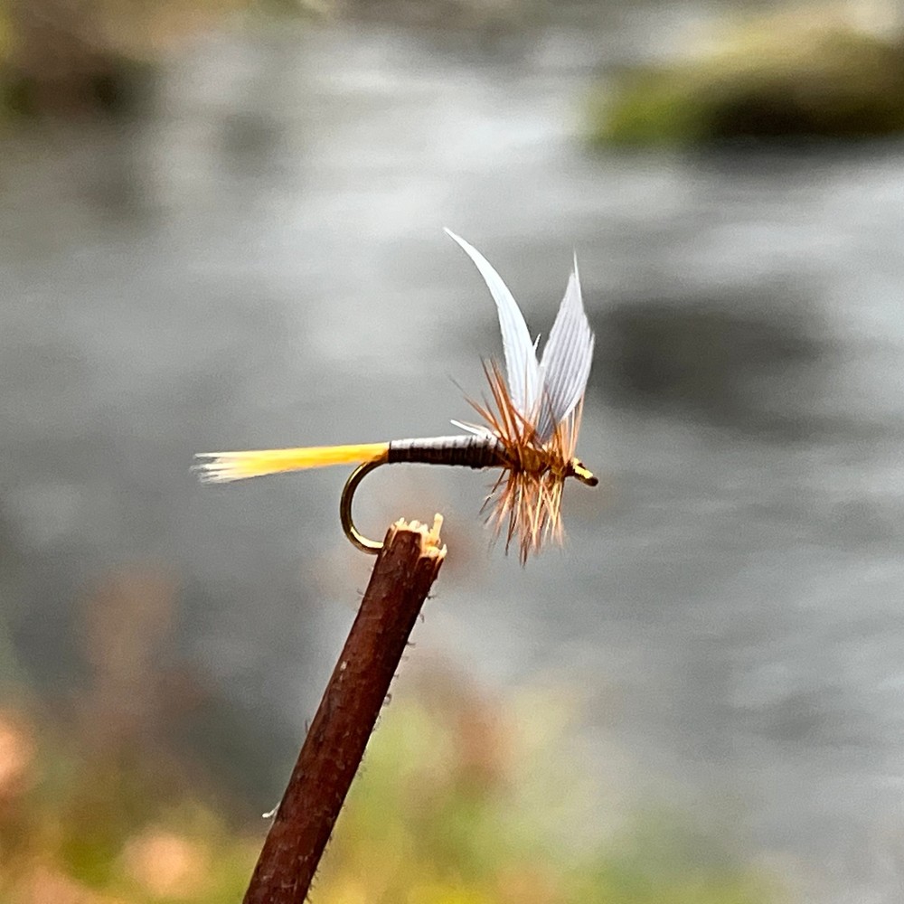 Ginger Quill | Size #14