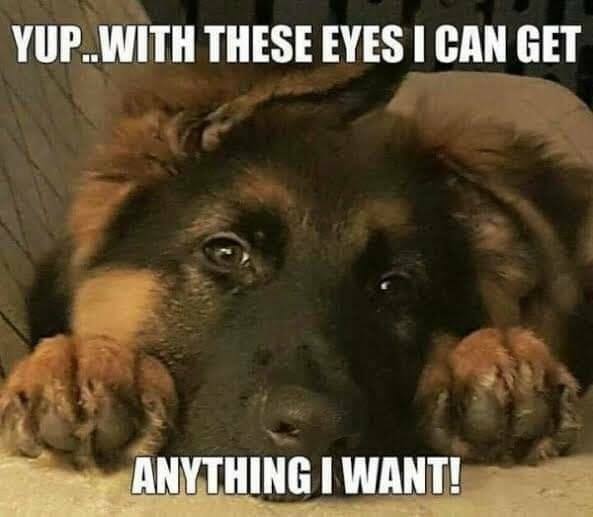 German Shepherd refrigerator magnet 3 1/2 x 3 1/2