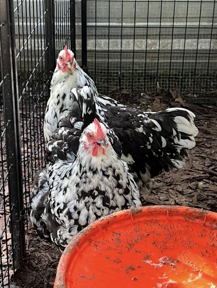 6 Black Mottled Orpington Hatching Eggs- Split To Chocolate