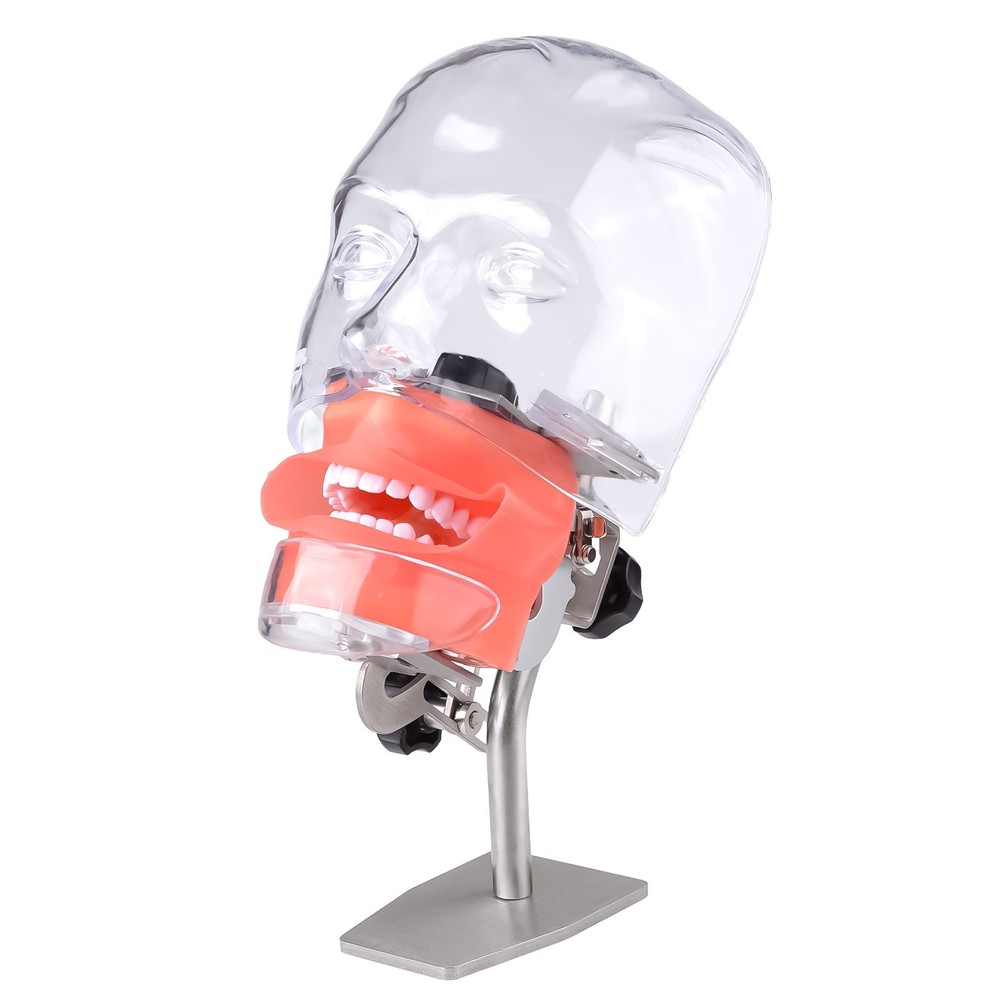 Dental Simulator Manikin Phantom Head Model Put on Desk for Training Practice