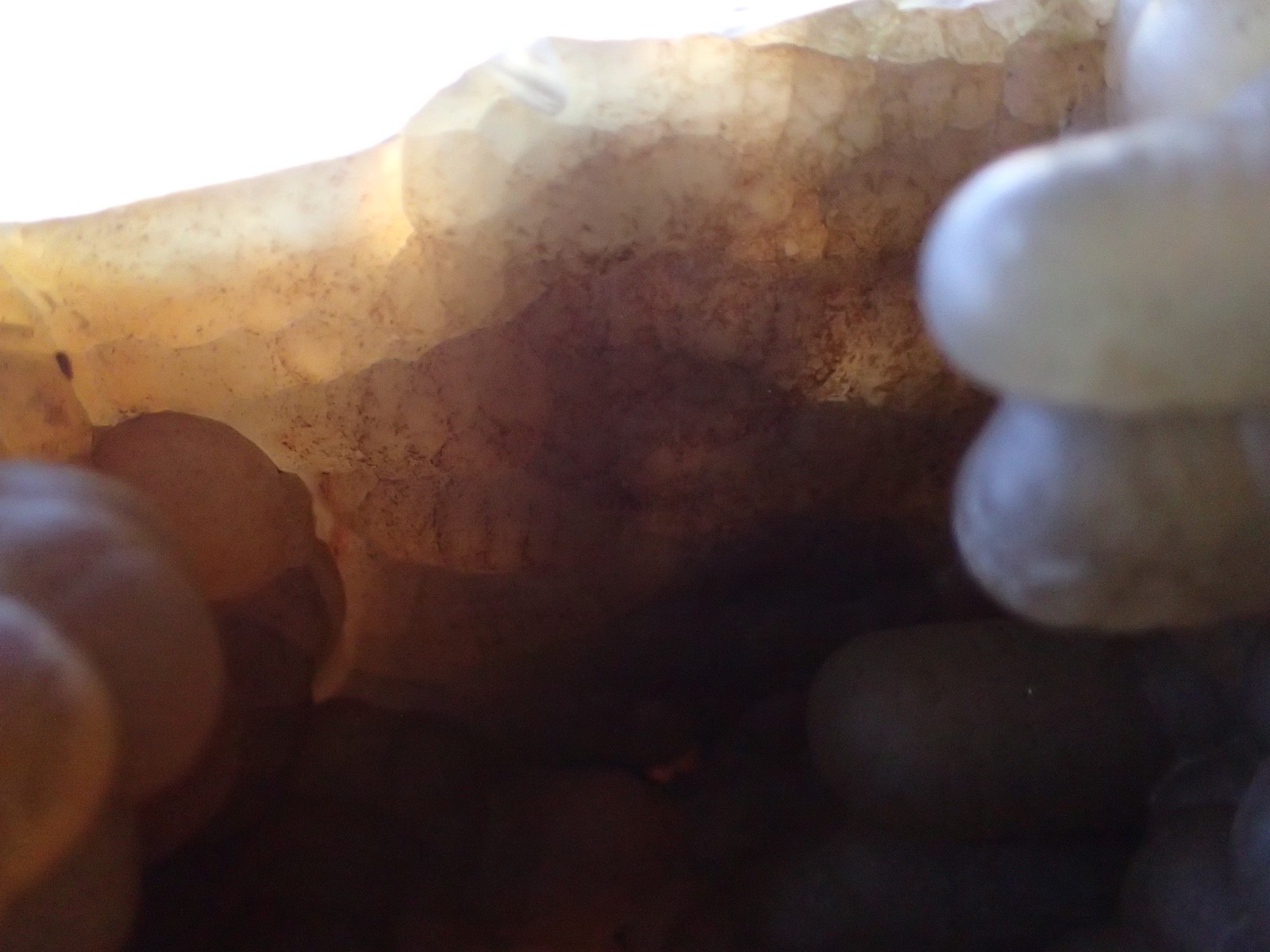 Botryoidal Fossil Coral Geode Fragment GA Agate Ocean Fluorescent Specimen WC8