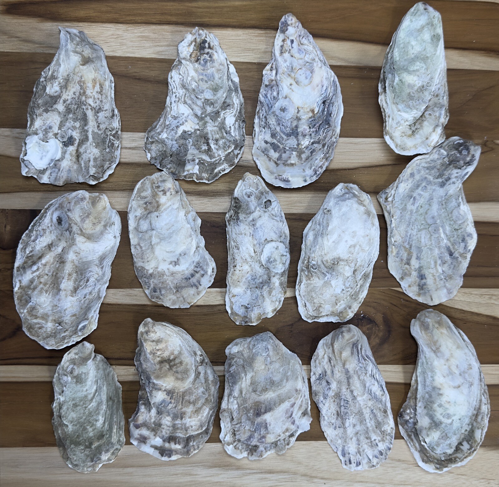 180 Oyster Shells Flat Side 3-4.5” Bulk Clean No Smell Art Jewelry Dish