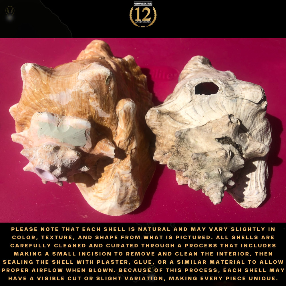 Authentic Caribbean Conch Uncut Shell Medium to Large 6-9+ Inches!