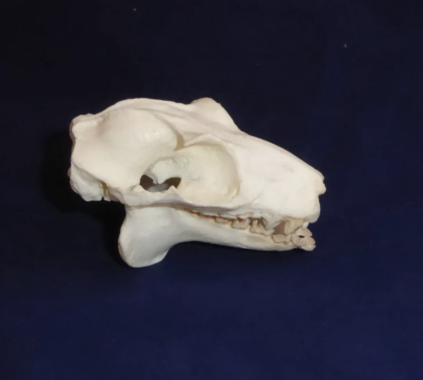 COLUGO FLYING  LEMUR SKULL  REPLICA
