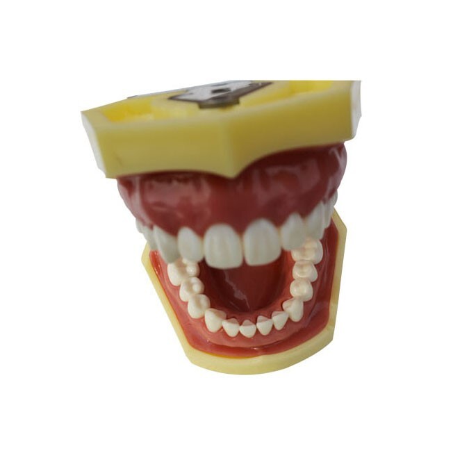 Teeth Model,Demonstration Teeth Model Standard Study Teaching Model