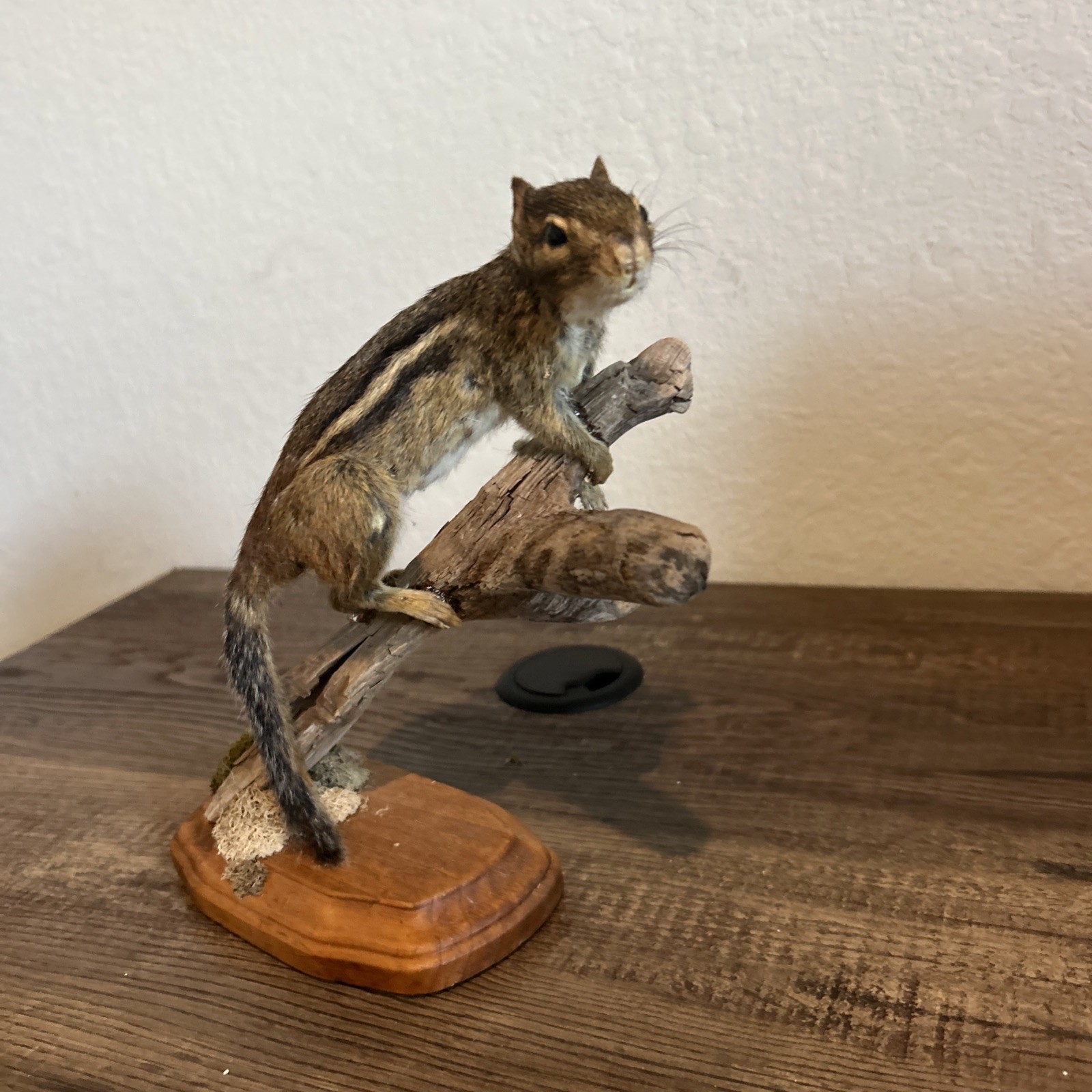 Chipmunk On Base ~ Taxidermy