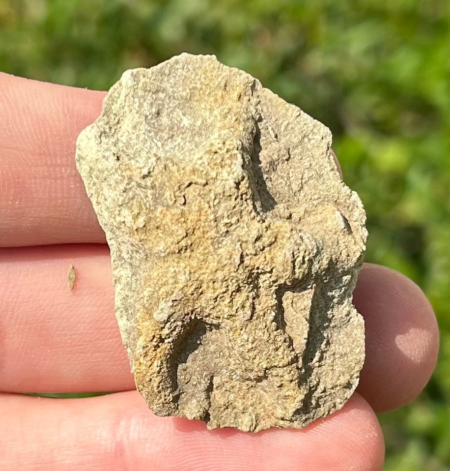 Alabama Fossil Starfish Cast Mississippian Age Bangor Limestone Formation