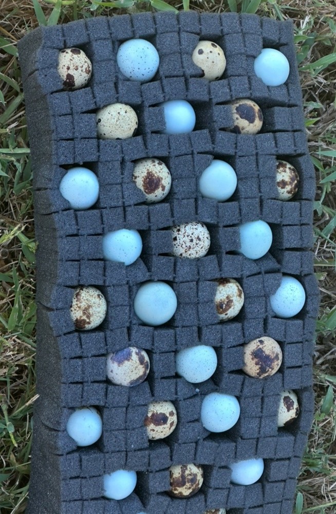 (36+ Total) 18 Celadon Blue/18 Assorted Coturnix Quail Hatching Eggs