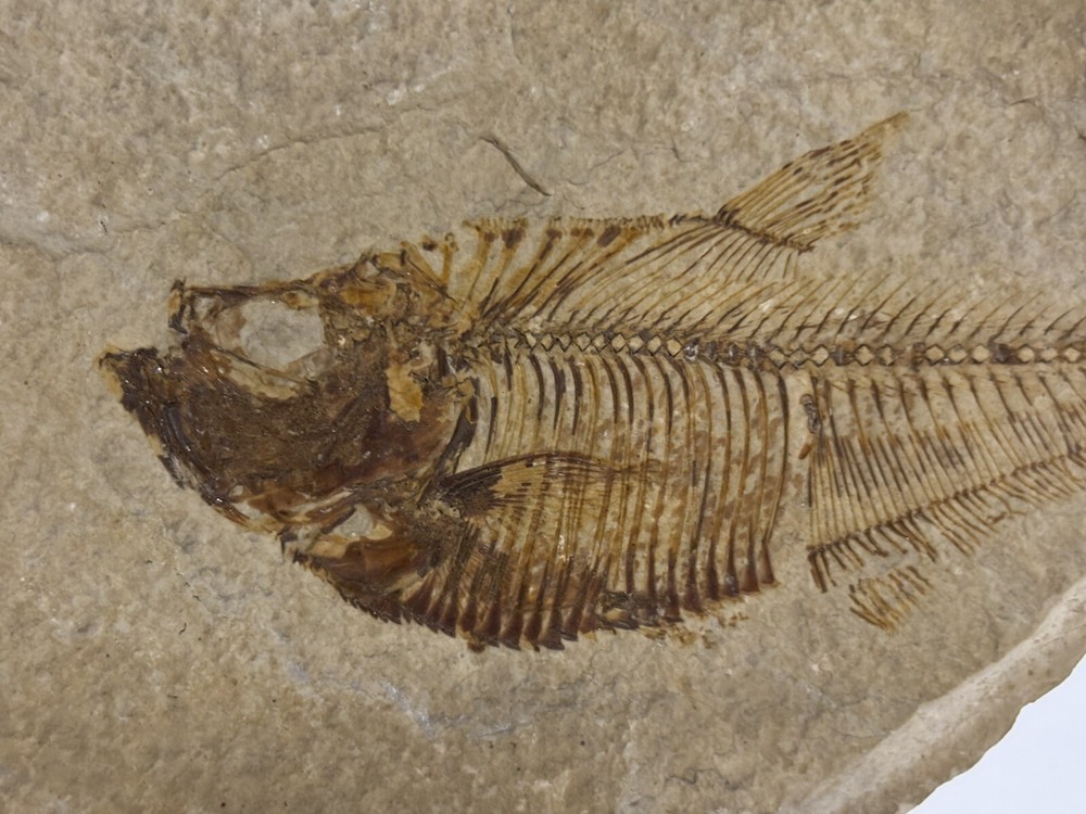 Fish fossil nearly whole fish #B