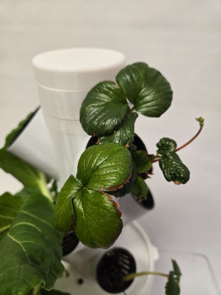 Mini Hydroponic Tower Garden, USB-Powered, Modular, 2in grow cups, kit