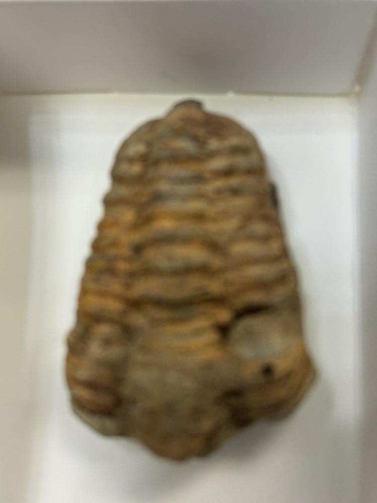 Two Trilobite Fossils