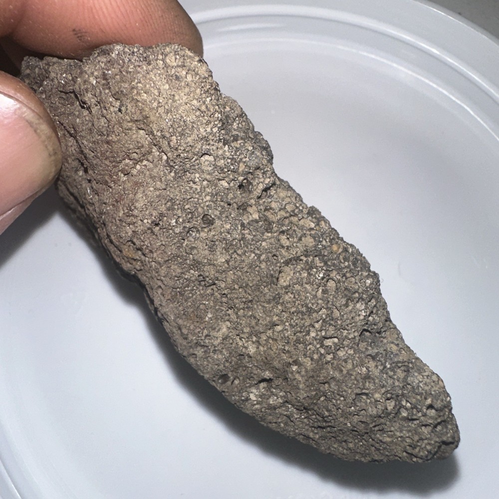 Unknown Fossil