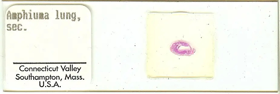 Conger Eel Amphiuma sp. Lung Microscope Slide