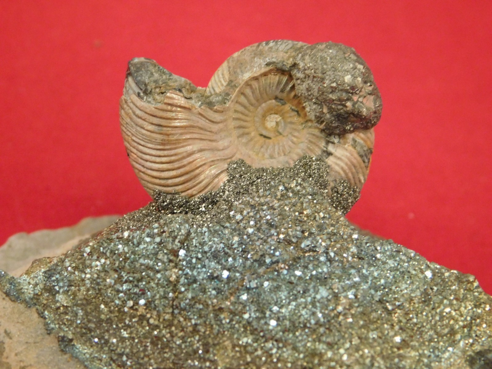 IRIDESCENT AMMONITE Fossil on Rainbow PYRITE! Volga River Saratov Russia 68.8gr