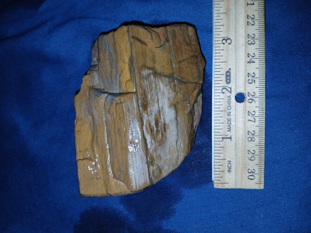 9.oz Texas Petrified Wood