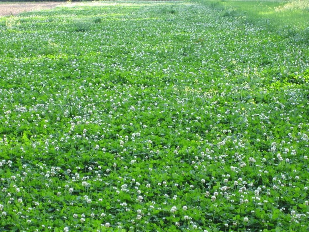 Durana White Clover Seed - 10 Lbs.