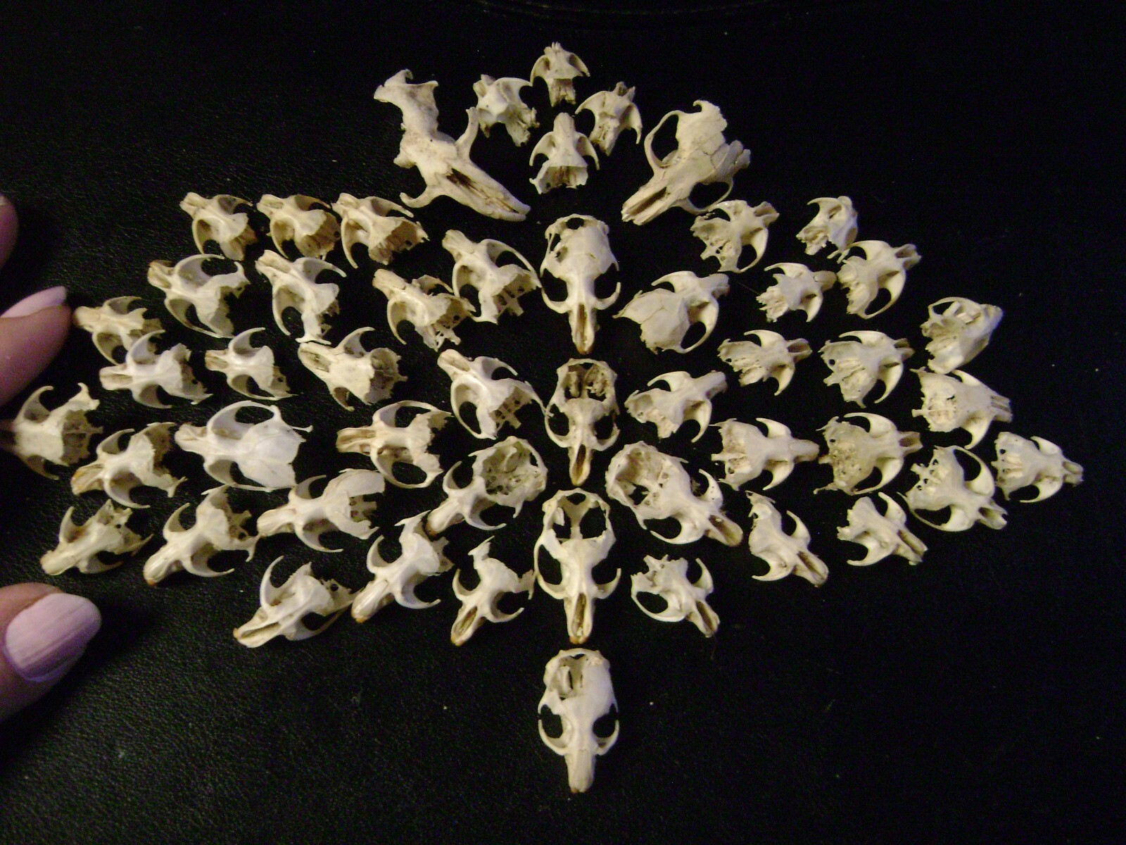 50 BROKEN RAT SKULLS real animal bones head skeleton taxidermy art crafts lot