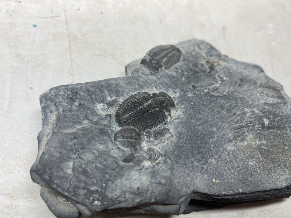 Large Multiple Trilobite Fossil Slab