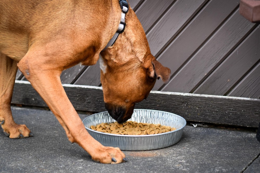 (2 pack) Bergan Galvanized Dog Pan