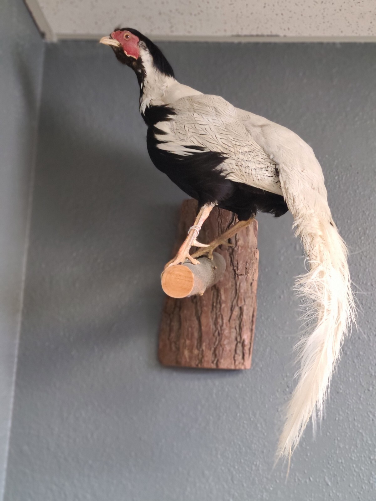Silver Pheasant Hanging Mount