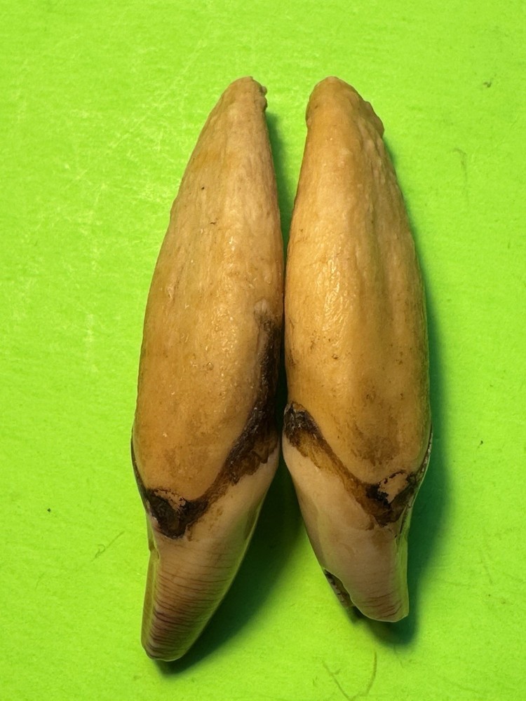 507- Tooth, Teeth, Fox’s Teeth, Coyote’s Teeth