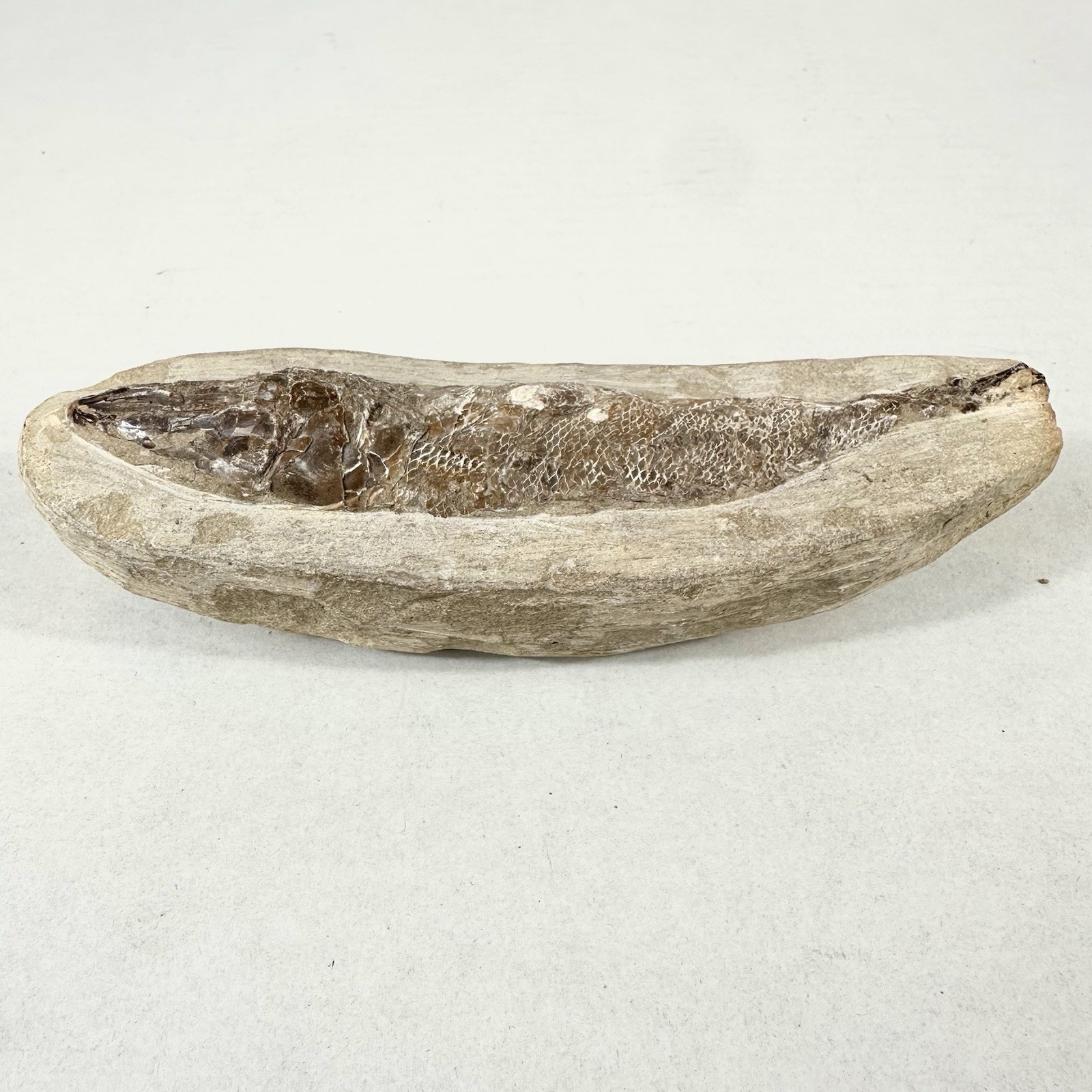 Fossil Fish Encased In Stone Rock Fossilized 6”