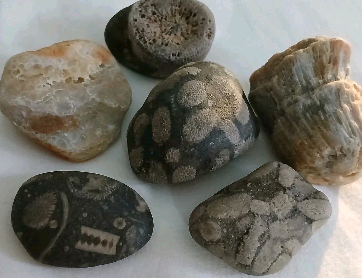 6 pc Lake Michigan Fossils Lot • 1 lb Unpolished Natural Beach Finds