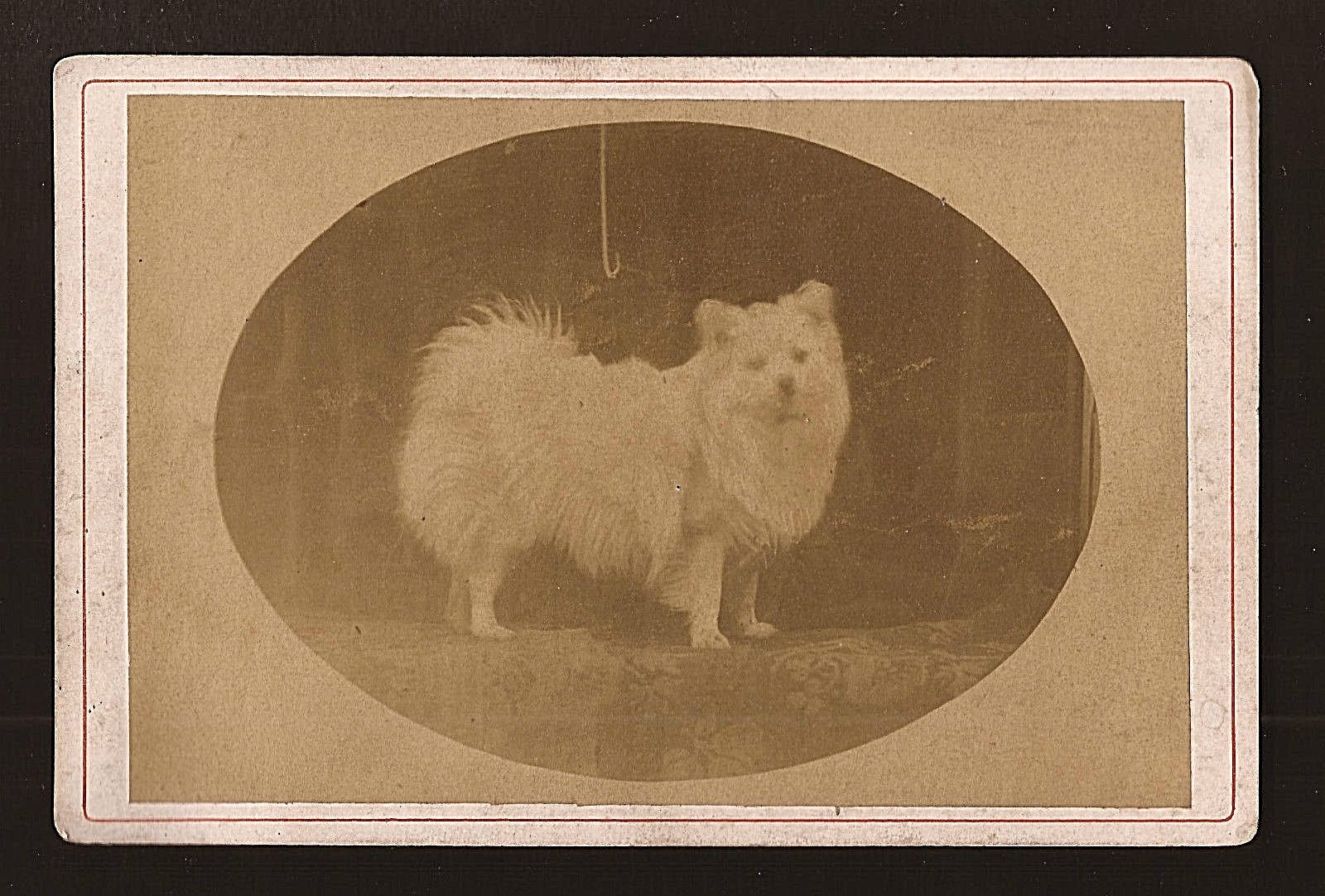 1880's CDV Carte de Visite Photograph photo AMERICAN ESKIMO dog pet picture