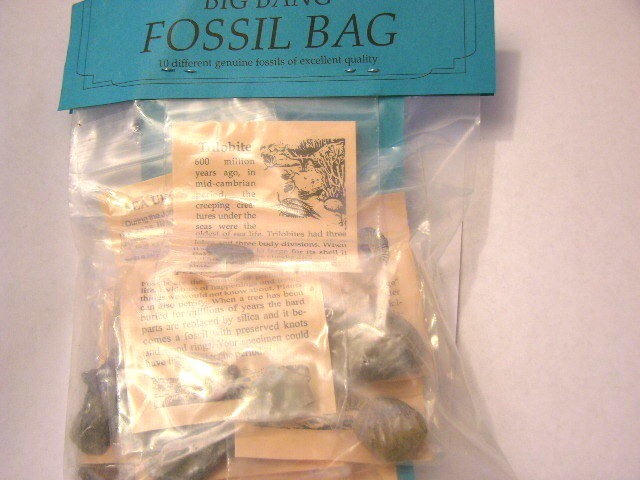 Fossil learning set w/10 different fossils info & geological time card plus