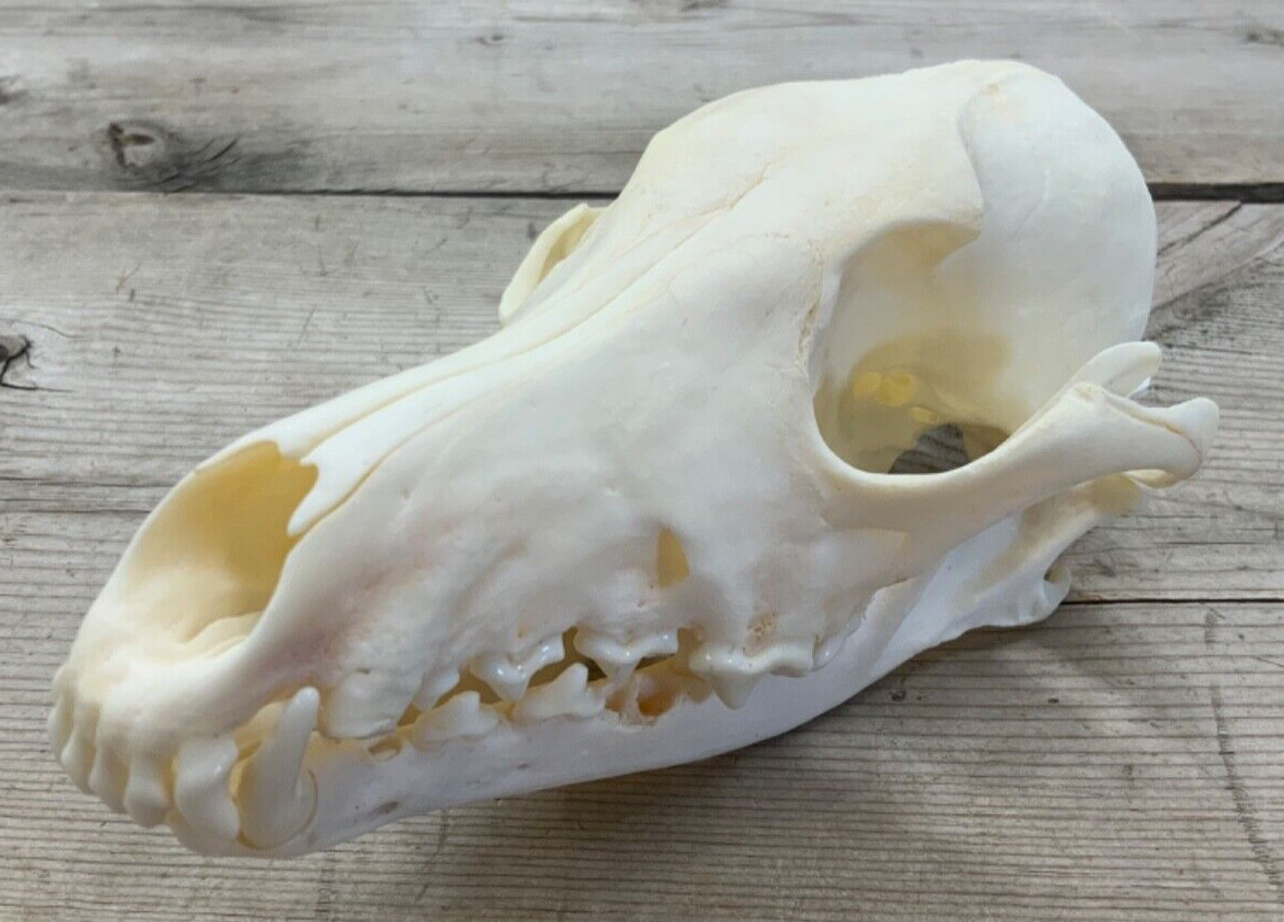 Coyote Skull Authentic Montana Coyote Skull #2 Grade