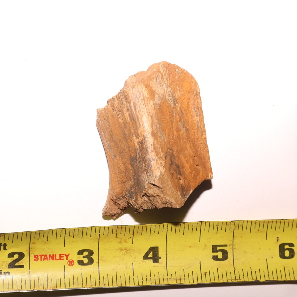 Dinosaur Rib Piece Bone - Fossil - Authentic Hell Creek Formation Cretaceous