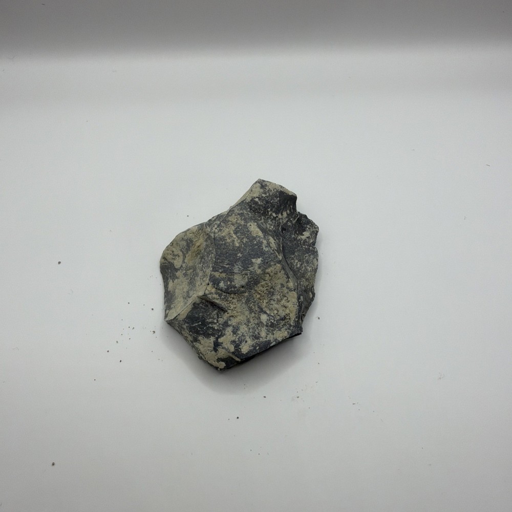 Trilobite Fossil excellent condition