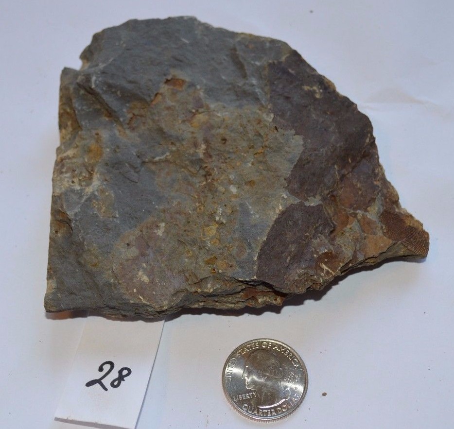 FOSSIL WITH BRACHIOPODS PRINTS ( 28 , 22F)