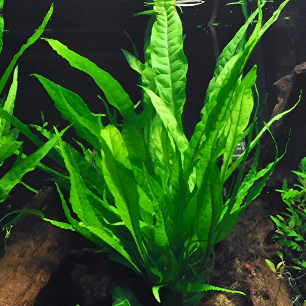 Premium Assorted Green Plant Pack - 6 Pack
