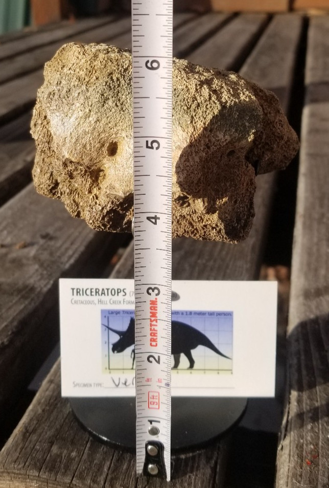 Nice Triceratops Vert Section Fossil Specimen Cretaceous Hell Crk MT Recent Dig