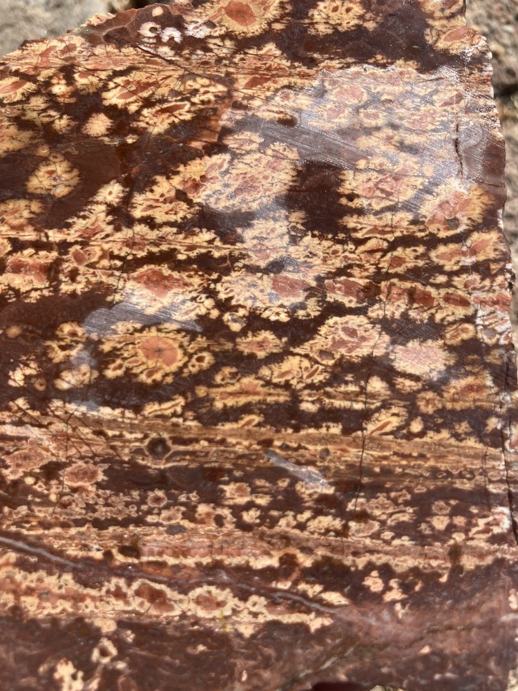 Bird’s Eye Rhyolite Slab