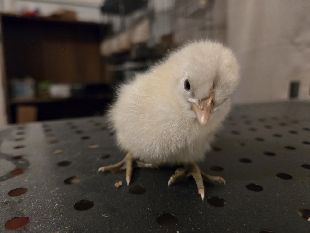 Dozen Mixed Assorted premium heritage Chicken Hatching Eggs