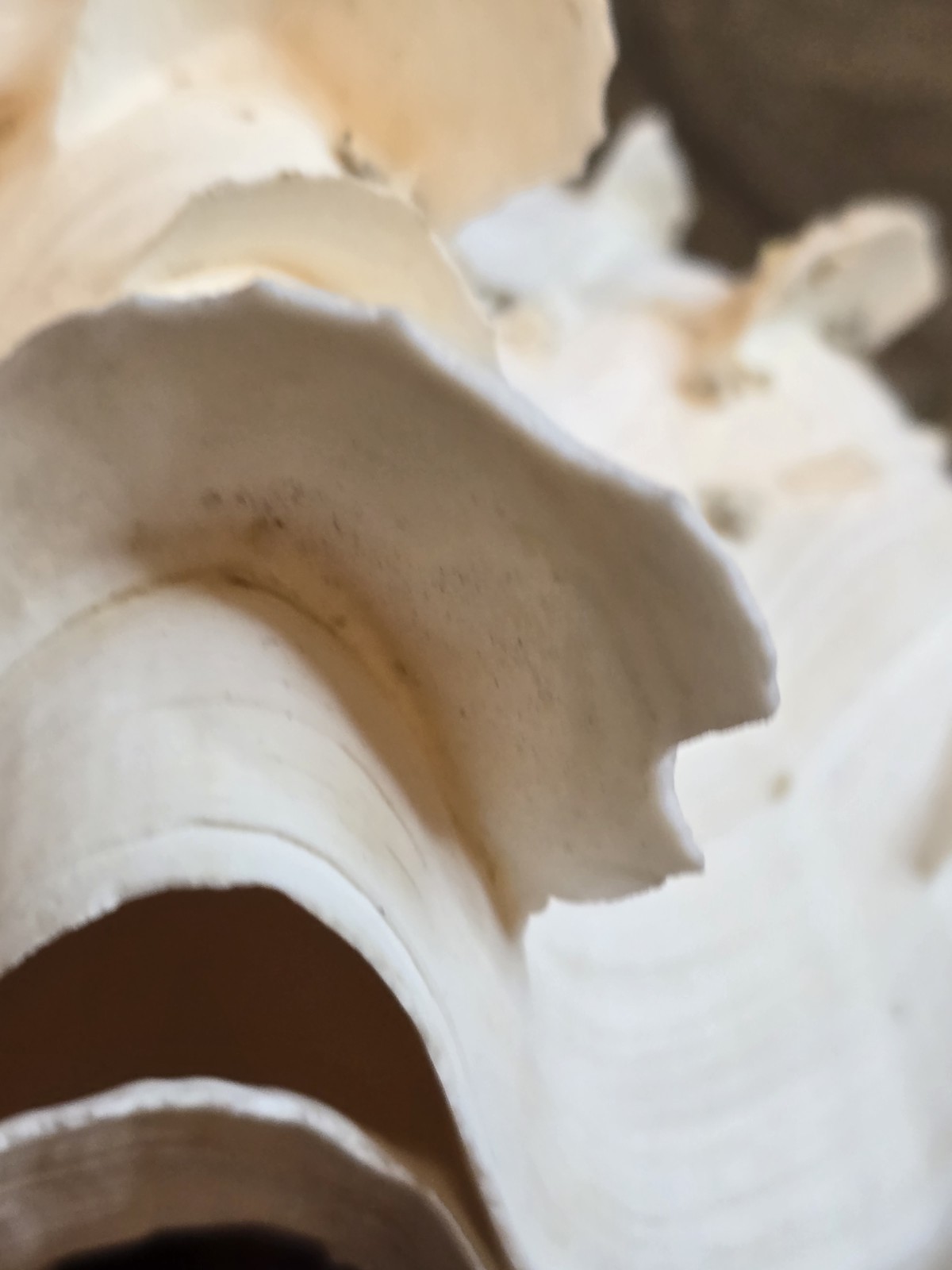 giant tridacna squamosa matched pair Clam Shells Seashells Ruffles 7"