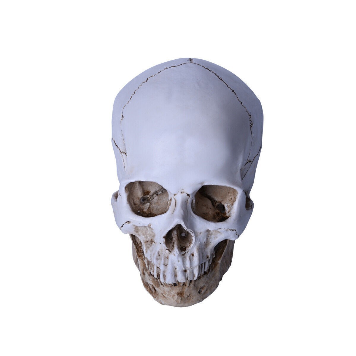 Resin Replica 1:1 Life Human Anatomy Skull Collectable Bar Decoration Teaching