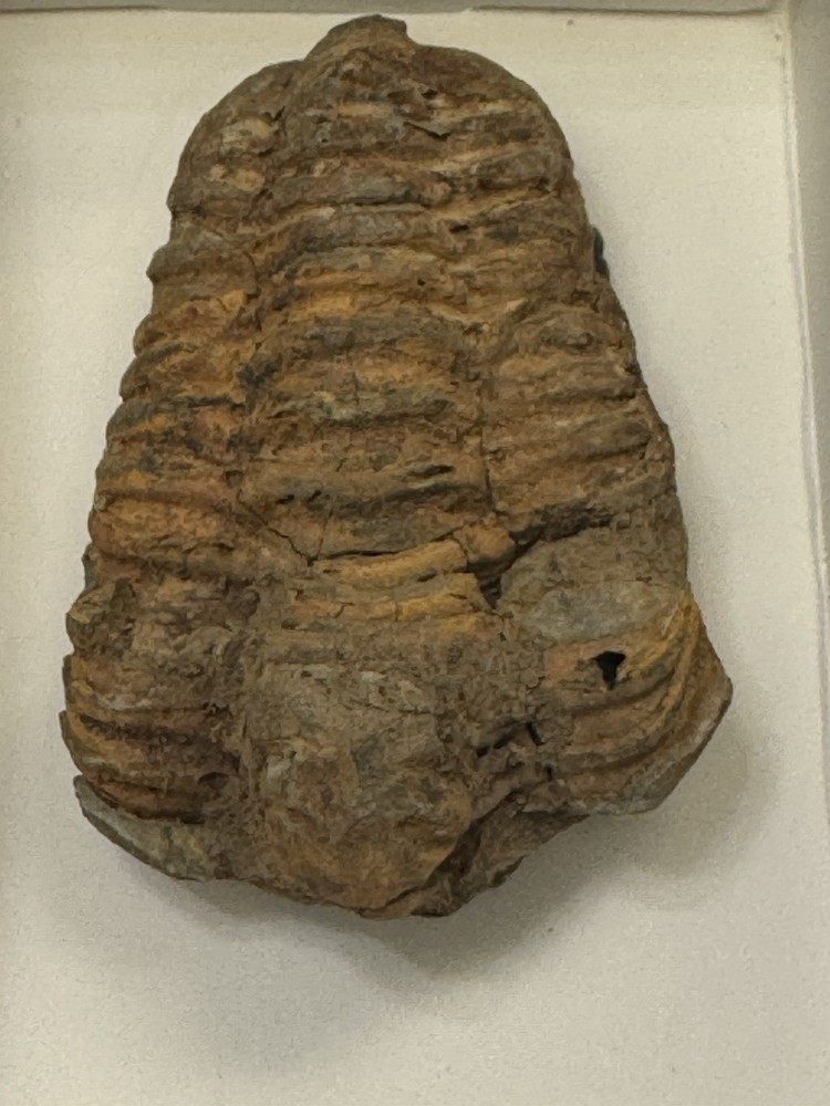 Two Trilobite Fossils