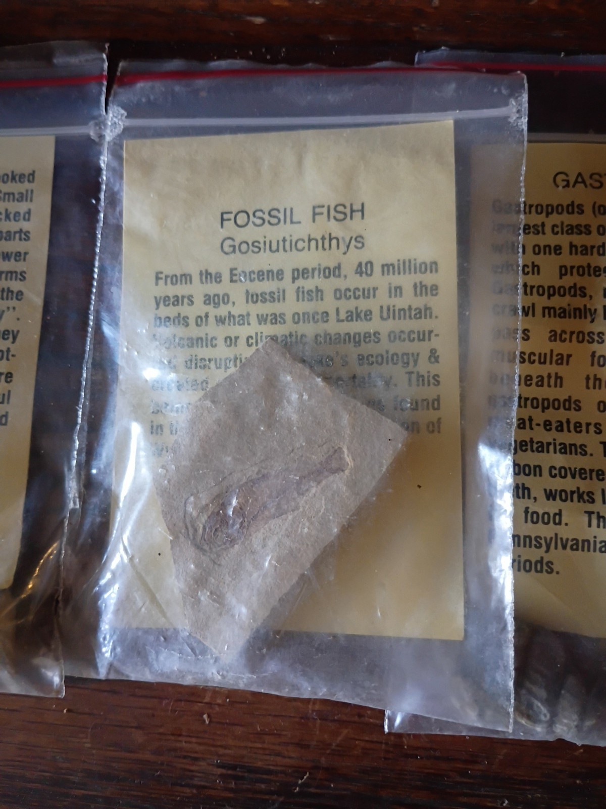 Vintage Fossil Specimens With Discription Cards Lot Of 6