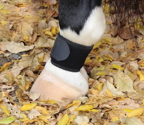 Professional's Choice Ventech Pastern Wraps