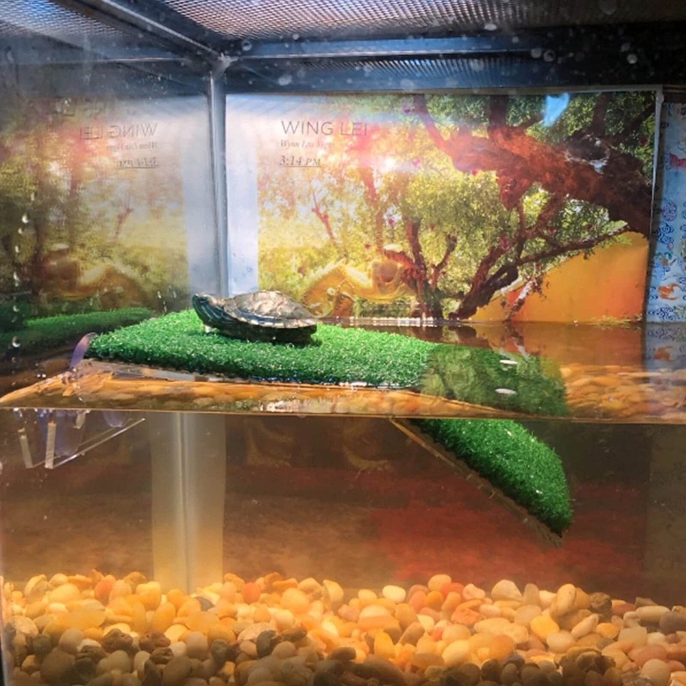 Lawn Turtle Basking Platform Turtle Resting Basking Platform, Simulation4358