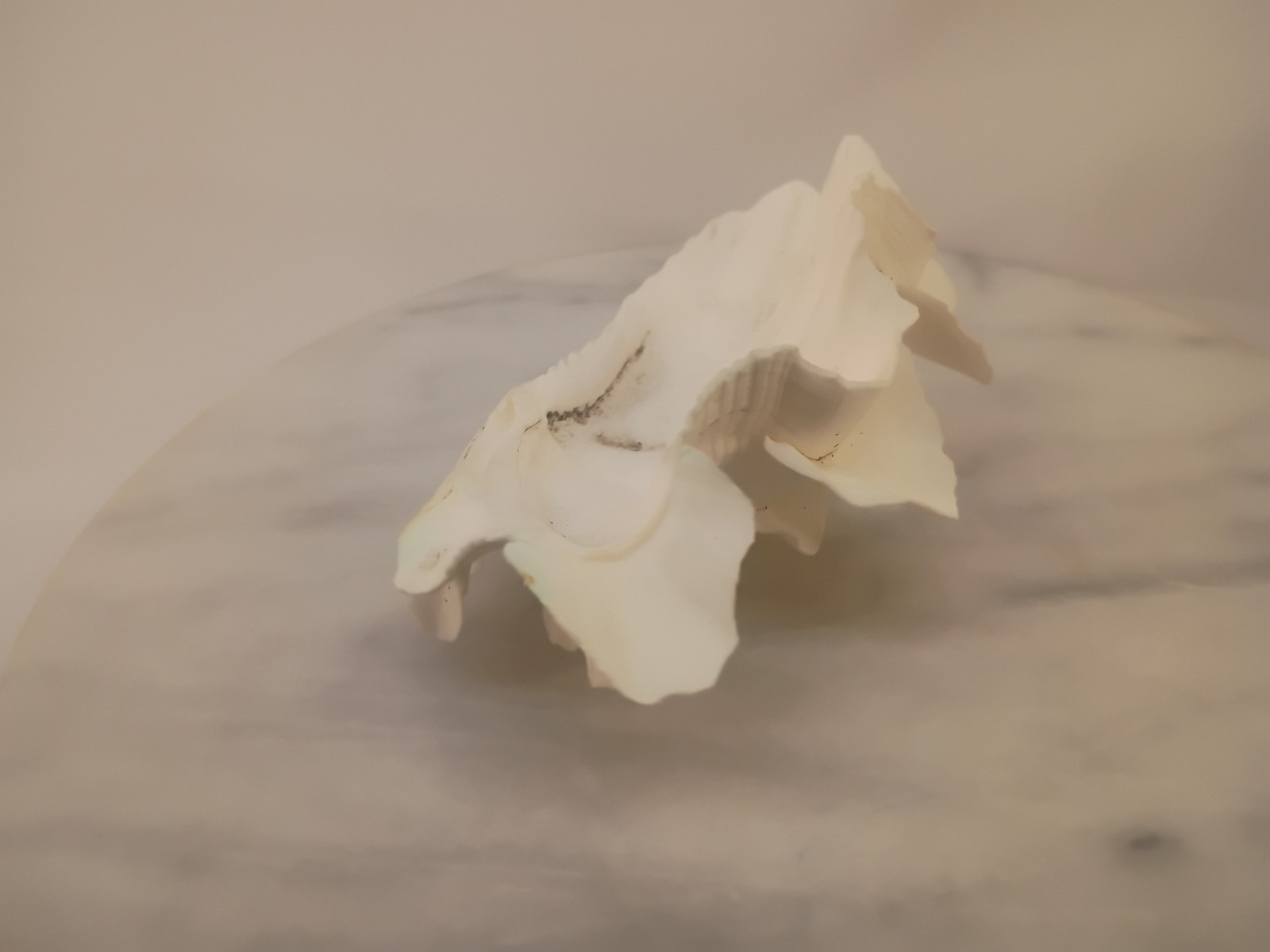 Whole TRIDACNA SQUAMOSA Fluted Clam Shell 5.75" x 4 1/4" White