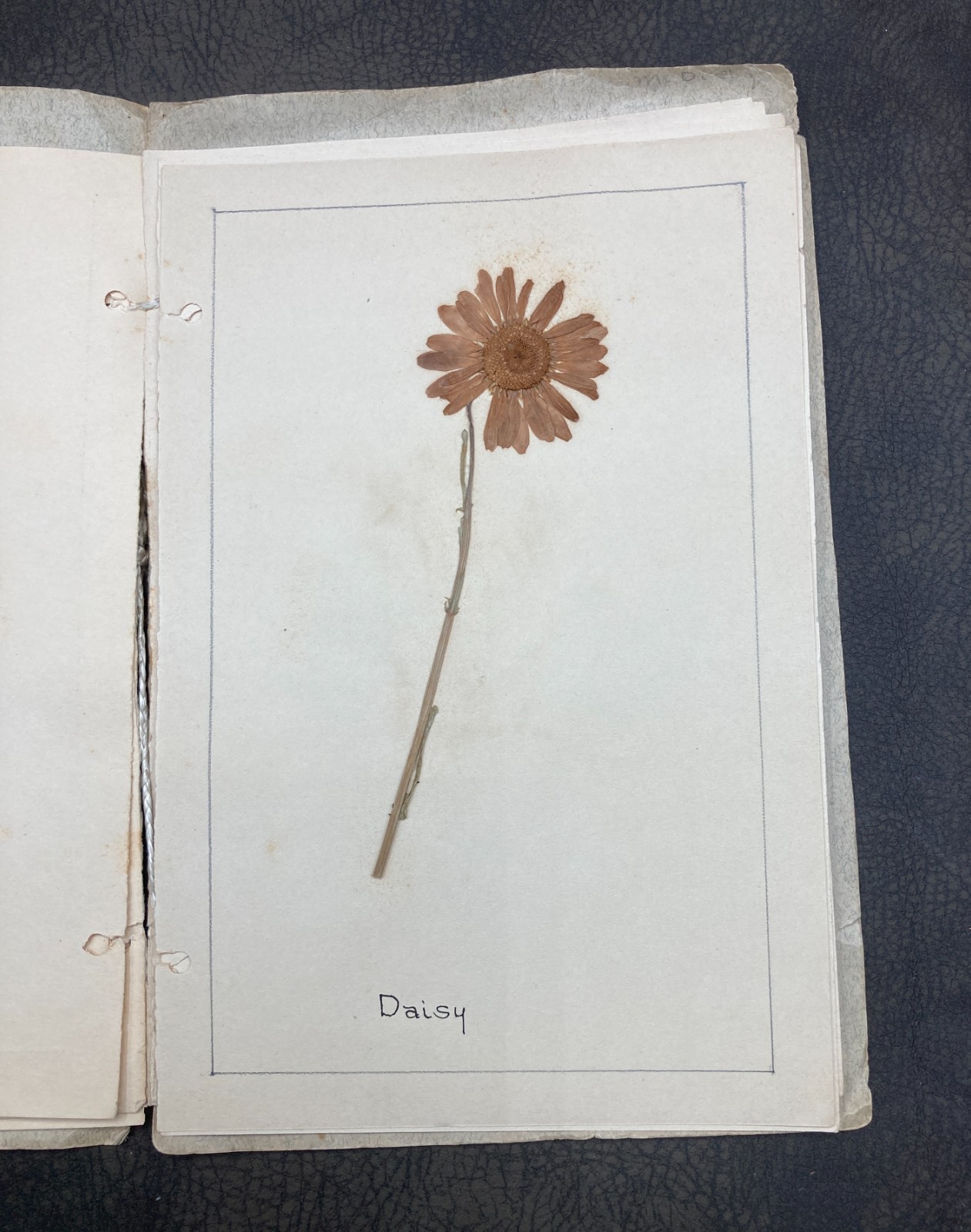 Antique 1930 Child's Botanical Pressed Flower Plant Specimen School Project Book