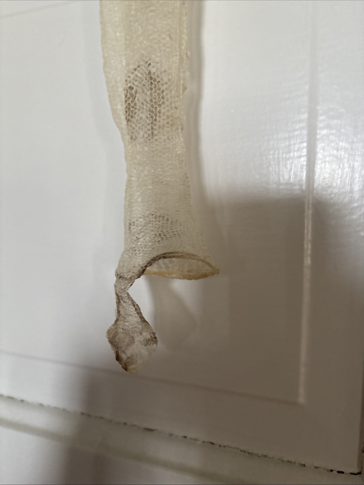 Snake Skins Ball Python 2025 OD Pied And OD Yellow belly