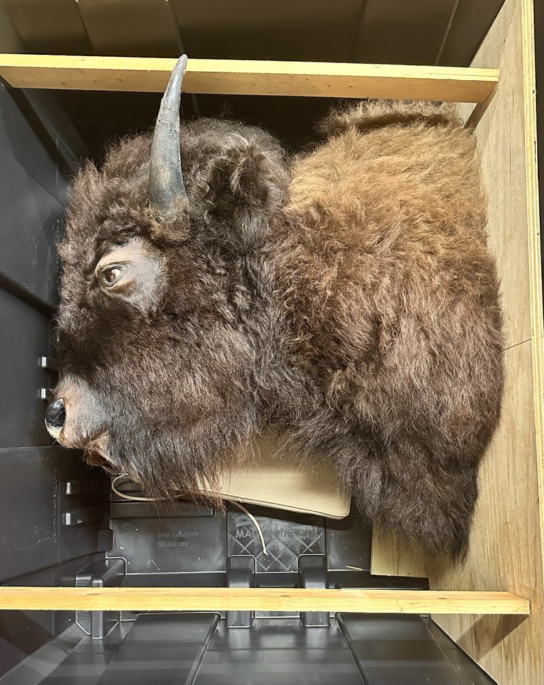 Bison shoulder Mount